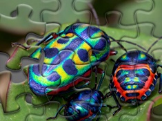 Puzzle cu Gandaci